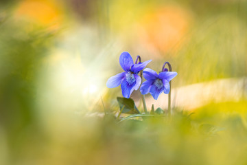 fiore viola
