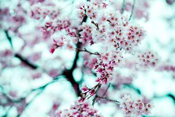 beautiful cherry blossom,sakura are blooming in vintage tones with soft blur for background.