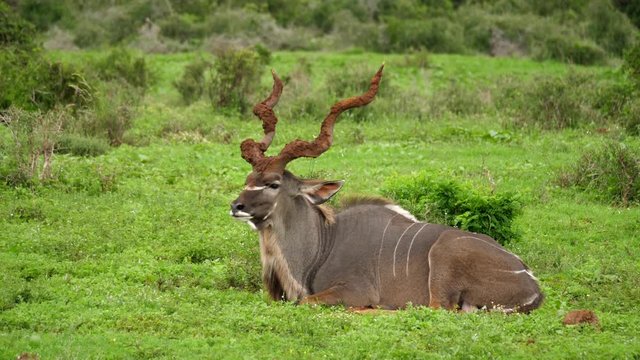 Isolated large male Kudu, huge horns, sits on grass in Addo Elephant Park, tracking shot