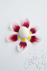 Easter eggs with tulips on a white background. Spring and easter holiday concept.