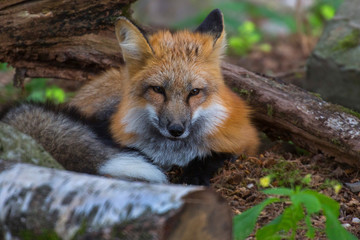  Rotfuchs (Vulpes vulpes) ruht im Wald