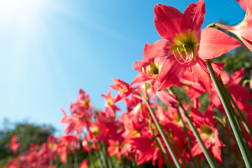     Red flowers and bright sky in spring                           