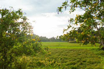 Fototapeta na wymiar Green field in the jungle of Sri Lanka
