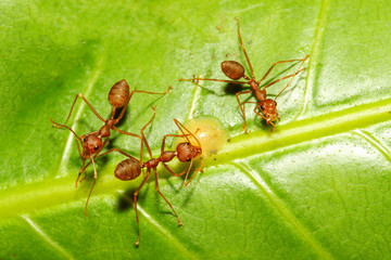 Close up red ant on green leaf in nature at thailand