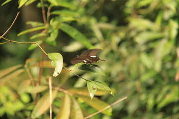 Papilio Helenus butterfly, forest of Borneo, Malaysia