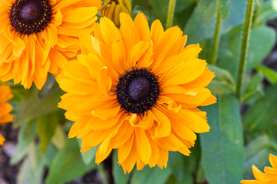 Rudbeckia hirta 'Goldilocks' a yellow orange herbaceous perennial summer autumn flower plant commonly known as Black Eyed Susan or Coneflower stock photo