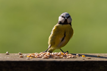 Eurasian Blue Tit feeding against a clear green background.