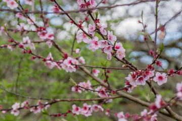 Peach tree blooming