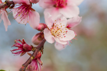 Peach flowers