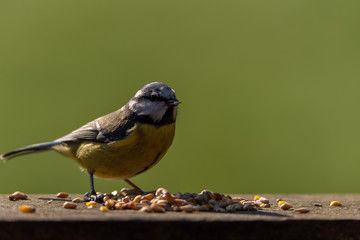 Eurasian Blue Tit feeding against a clear green background.