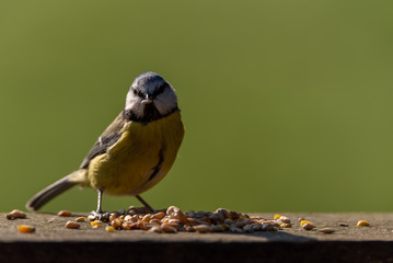 Eurasian Blue Tit feeding against a clear green background.