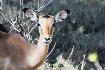 African Impala antelope looks at the camera.