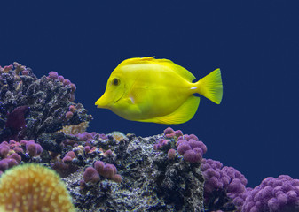 coral reef scenery with yellow tang