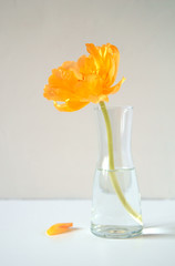 A single tulip in a glass vase against a light wall