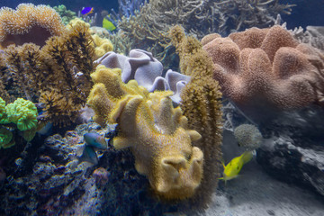 coral reef scenery