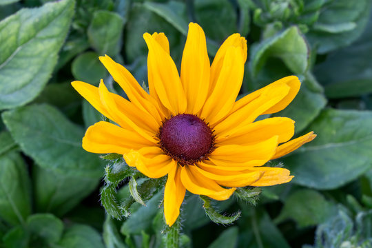 Rudbeckia hirta 'Denver Daisy' a yellow orange herbaceous perennial summer autumn flower plant commonly known as Black Eyed Susan or Coneflower stock photo