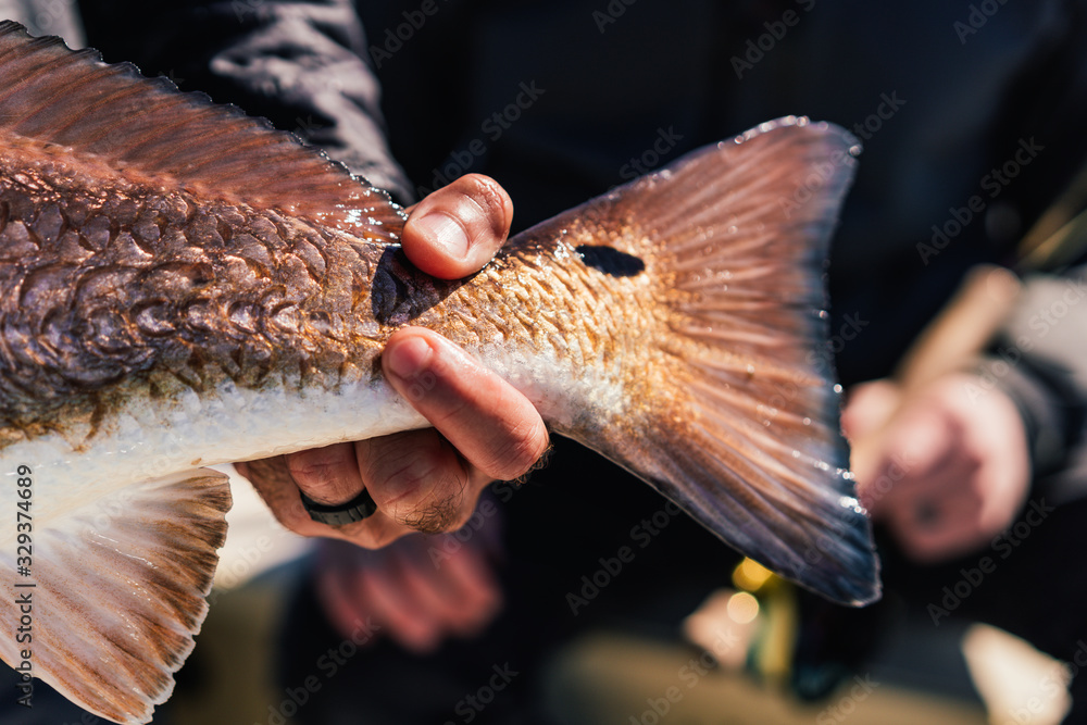 Wall mural redfish tail