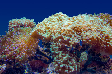 coral reef scenery