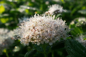 朝露に濡れてきらきら輝く花(マルバシモツケ)