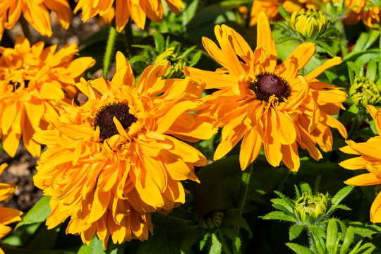 Rudbeckia hirta 'Goldilocks' a yellow orange herbaceous perennial summer autumn flower plant commonly known as Black Eyed Susan or Coneflower stock photo