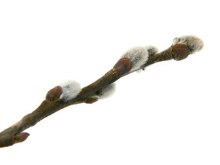 spring flower isolated on white background