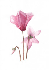Cyclamen. Watercolor drawing of a beautiful blooming flowers. Artwork of a picturesque flowers. Natural design. Watercolor painting of cyclamen flowers on a white background.