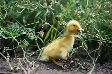 Portrait of a cute yellow duckling. Domestic bird