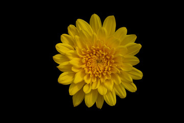 Top view of yellow Chrysanthemum morifolium (mum or chrysanths) flower on black background. It 's standard type. The fresh flower petal is yellow.