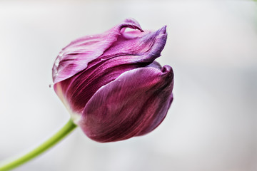 Beautiful purple tulip on a blurred background of greenery. Springtime. Selective focus.