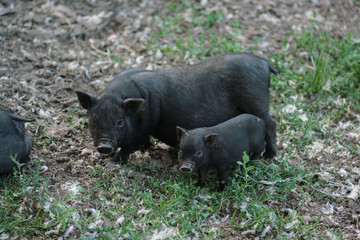 Vietnamese black bast-bellied pig. Herbivore pigs a