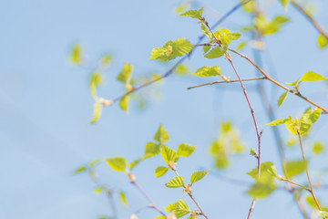 Spring branches with young green leaves in the blue sky