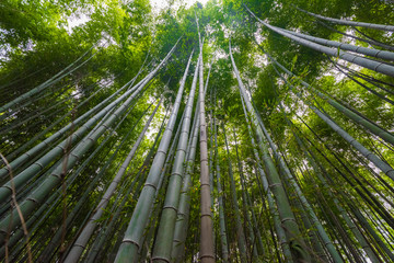 Obraz na płótnie Canvas Arashiyama Bamboo Forest in Kyoto Japan