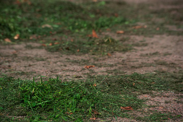 A pile of mowed grass on the ground