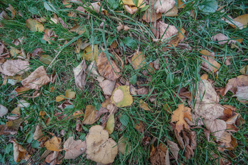 Dull green grass with yellow leaves