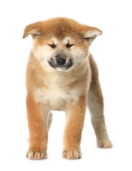 Cute Akita Inu puppy on white background. Baby animal