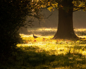 sunlight shining through trees onto a single pheasant in a meadow