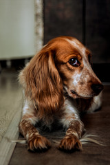 Beautiful hunting spaniel dog with brown spots and dots