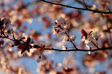 Cherry plum flowers