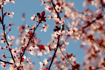 Cherry plum blossom