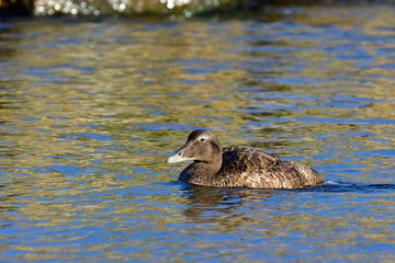 Eiderente im Herbst auf der Ostsee