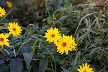 Gelbe Blumen in der Natur