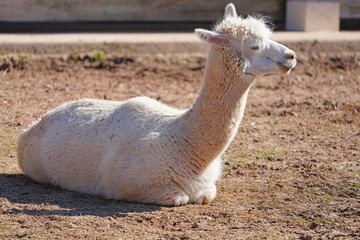 A white alpaca on the ground in a farm