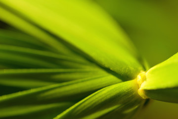 Dracaena cochinchinensis, green leaves pattern.