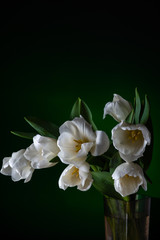 Fototapeta na wymiar white tulips on a black background