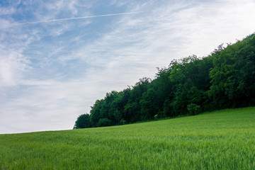 Peaceful landscape with green meadows.