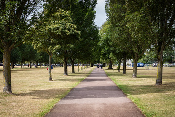 a path in the park with a row of tall trees