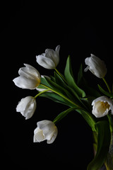 Naklejka na ściany i meble white tulips on a black background