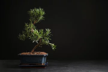 Fotobehang Japanse bonsai plant op zwarte stenen tafel, ruimte voor tekst. Thuis een zen-sfeer creëren © New Africa