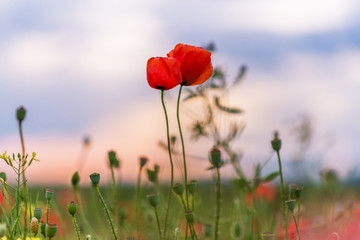 Obraz premium Beautiful poppy field.
