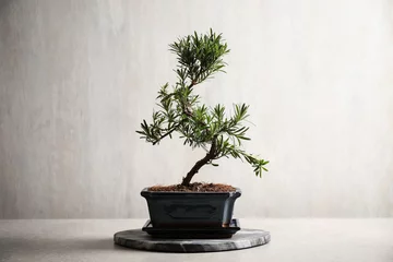 Rolgordijnen Japanese bonsai plant on light grey table. Creating zen atmosphere at home © New Africa